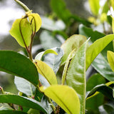 Jade Taiwan Oolong Tea Ji Bian Oolong Tea TENG CHONG High Mountain Tea 150g