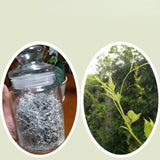 Organic Ecology Tea Top Grade ZhangJiaJie Mao Yan Mei Moyeam Wild Vines Teng Cha