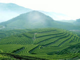 Fresh Organic Carbon Specaily TiKuanYin Oolong Tea High Cost-effeTieguanyin Tea
