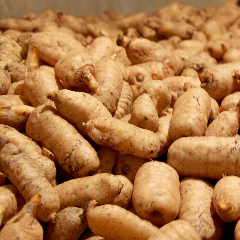 Gastrodia Elata Roots Slice Organic Tianma Chinese Herbs Medicine Ecology Herbal