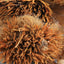 Ciweipi Healthy Care 100% Chinese Top-grade Authentic Hedgehog Skin 50g 正品刺猬皮