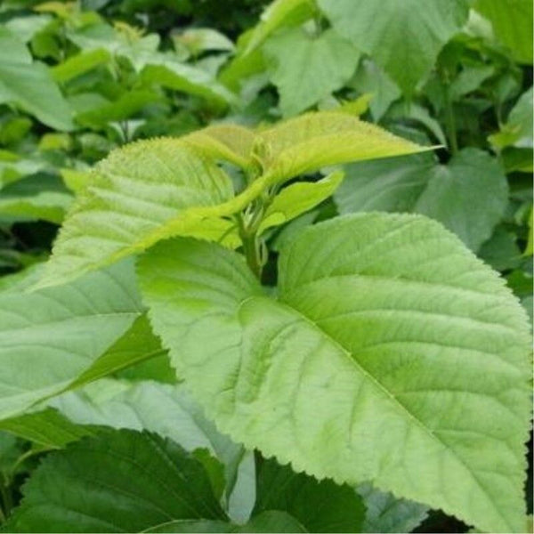 New Healthy Drink Dried Mulberry Leaf Tea Natural Herbal TeaOrganic Chinese Tea
