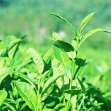 12 Years 1000g Premium Black Tea Handmade Organic Brick Tea Fu Heicha Green Food
