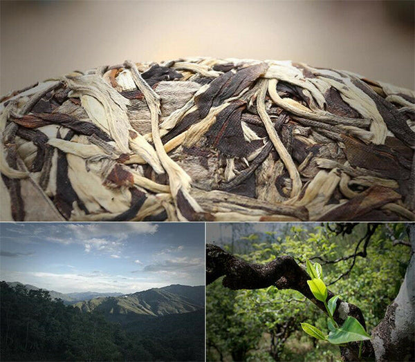 Raw Puerh Tea Organic Moonlight Beauty Menghai Puer Moonlight Sheng Pu-erh 357g