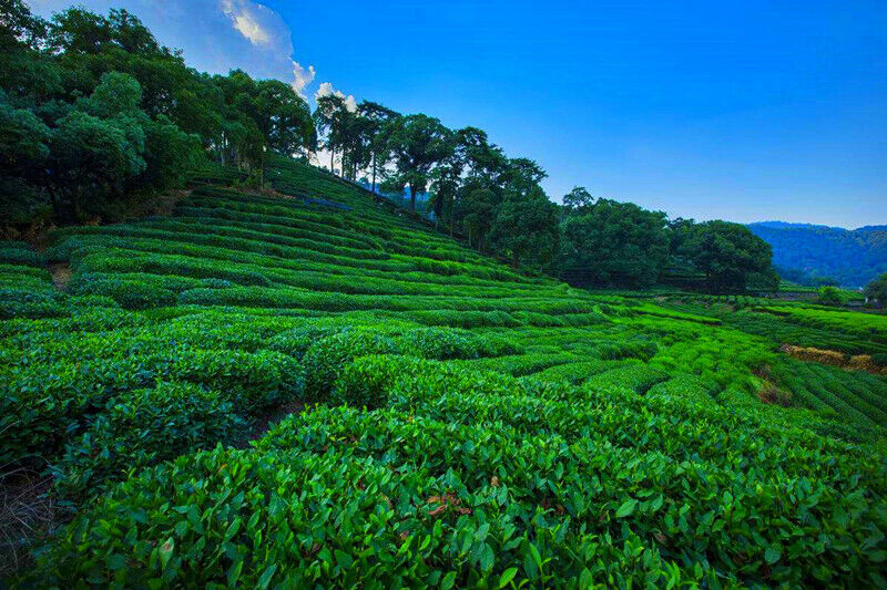 Wild Green Food China Laoshan Herbal Tea Mountain Pink Tea Top Grade Shizhu Tea