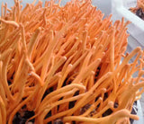 Chinese Cordyceps Flower Chong Cao Hua Anti-aging Lowering Blood Pressure 100g