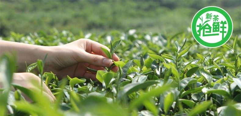 TemuTea 100g Chinese Fuding Silver Needle White Tea Bai Hao Yin Zhen Tea Health Care Tea