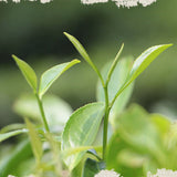Weight Loss Healthy Drink 500g Square White Tea Natural Fuding White Tea