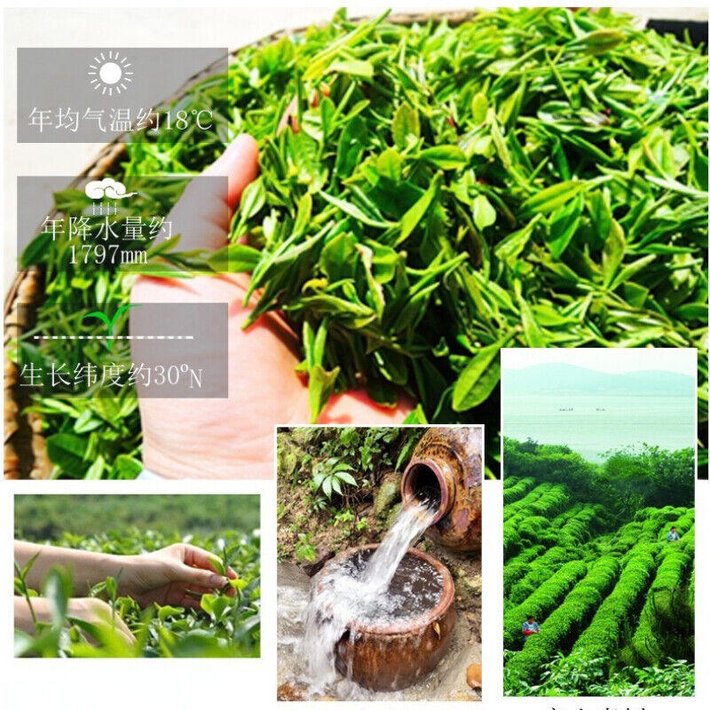 Healthy Drink Canned Top New Biluochun Green Tea Organic Weight Loss Tea 125g