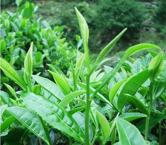 TemuTea Jinjunmei Tea 250g Wuyishan Paulownia off Jinjunmei black tea Top Red Tea Bulk