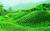 Mushroom Shape Pu-erh Tea 250g Ripe Tea Black Tea Big Snowy Mountains Xia Guan