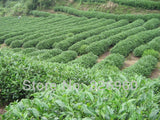 Dahongpao Black Tea Milky Oolong Tea Tieguanyin Green Tea 15 Bags Kinds of Tea