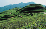 Premium TiKuanYin Green TeaTraditional Classic Anxi Tie Guan Yin Oolong Tea 250g