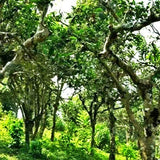 ripe tea Yunnan old tree Great puer Black Tea  Top Pu'er cooked tea