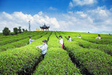 Mushroom Shape Pu-erh Tea 250g Ripe Tea Black Tea Big Snowy Mountains Xia Guan