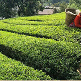 Chinese Tea * HEI CHA TIAN JIAN Old Tea Yiyang Anhua Loose Leaf Dark Tea 250g
