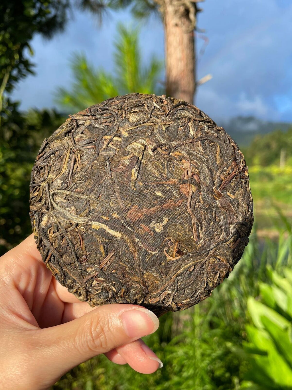 Rare Icelandic Ancient Tree Pu-erh Tea Fat Scraping Raw Tea Sweet 100g