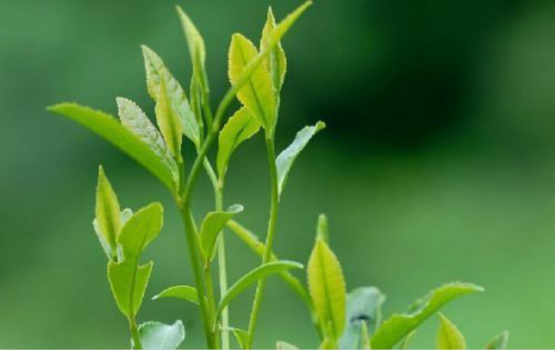 Top Grade 100% JASMINE DRAGON PEARLS TEA Natural Jasmine Flower Green Tea 250g Main image