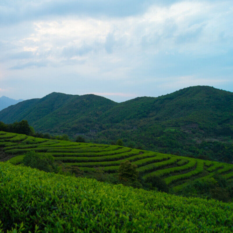 Tea Seed Bulk High Mountain Tea Fuding White Tea Tree National White Tea 500g