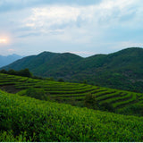 Healthy 350g Fuding Organic Spring White Tea Top Old White Tea Cake