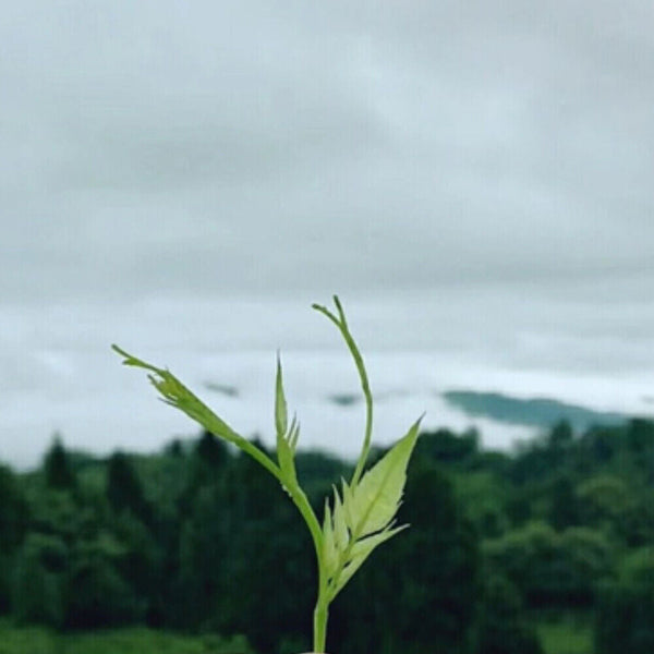 Organic Ecology Tea Top Grade ZhangJiaJie Mao Yan Mei Moyeam Wild Vines Teng Cha