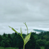 Organic Ecology Tea Top Grade ZhangJiaJie Mao Yan Mei Moyeam Wild Vines Teng Cha