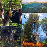 Natural Puerh Ripe Tea Brick Menghai Ecological Big Tree Pu-Erh Black Tea 1000g
