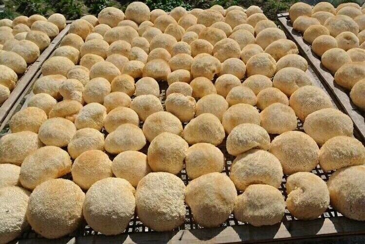 Premium Lions Mane Mushroom Hericium Erinsceus Mushroom Chinese Dried Goods 250g