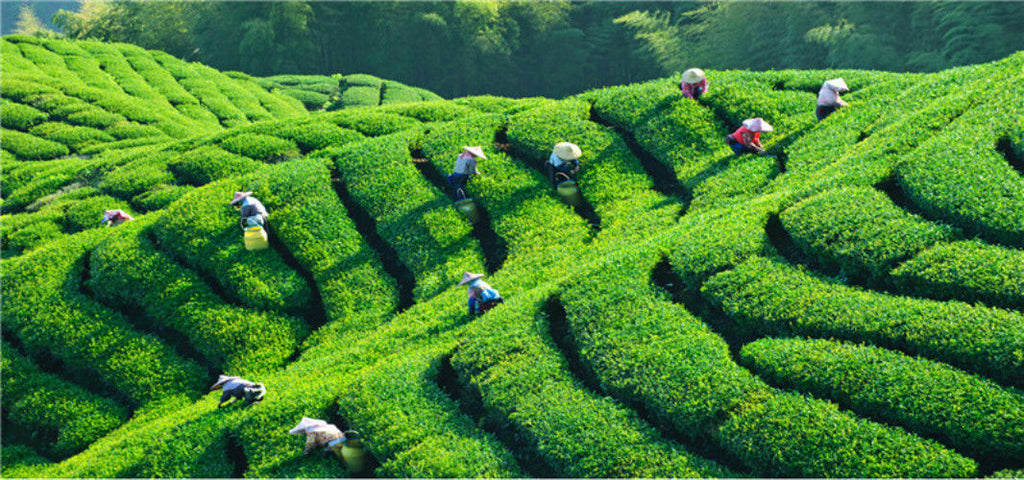 TemuTea 250g Famous 58 Series Black Tea Premium Dian Hong Yunnan Black Tea Dianhong Tea