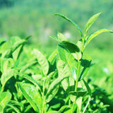Large Leaves Kung Fu Cha Red Honey Golden Buds Tea Yunnan Dianhong Black Tea 40g