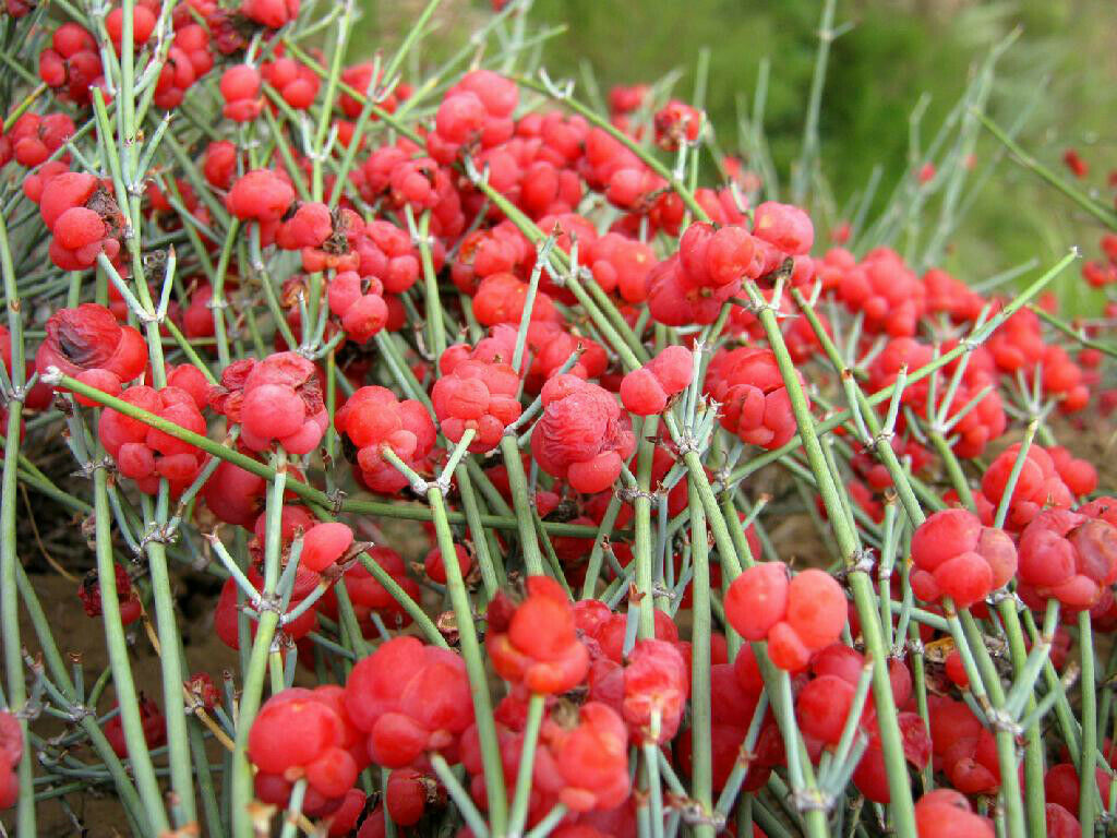 50g1.5kg Herbal Tea Mo huang Green Tea Natural Muhuang Tea Health Care