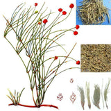 50~1500g Mahuang Natural Ephedra Sinica Tea Mo huang Herbal Tea Green Tea Natural Ma Huang Muhuang Tea Health Care BlackTea