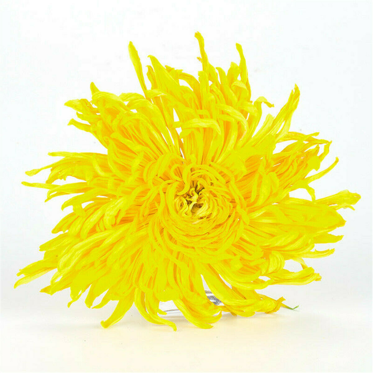 Dry Herbal Health Tea Organic Yellow Chrysanthemum Tea Big Flower Scented Tea