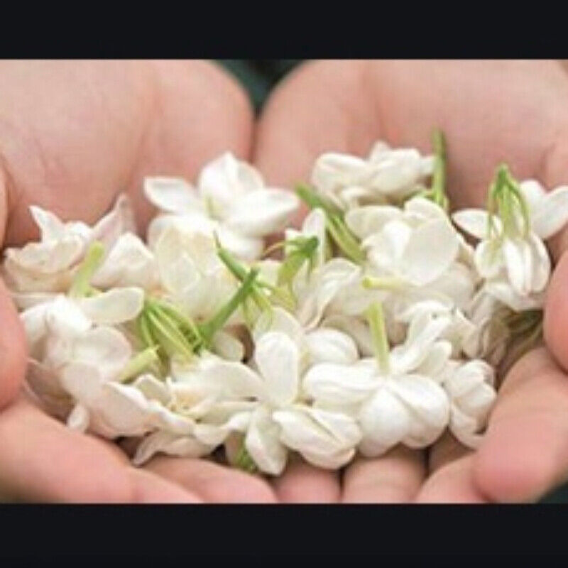 Aromatic Drink 250g-500g Premium BulkJasmine Tea Canned Jasmine Gift Flower Tea Main image