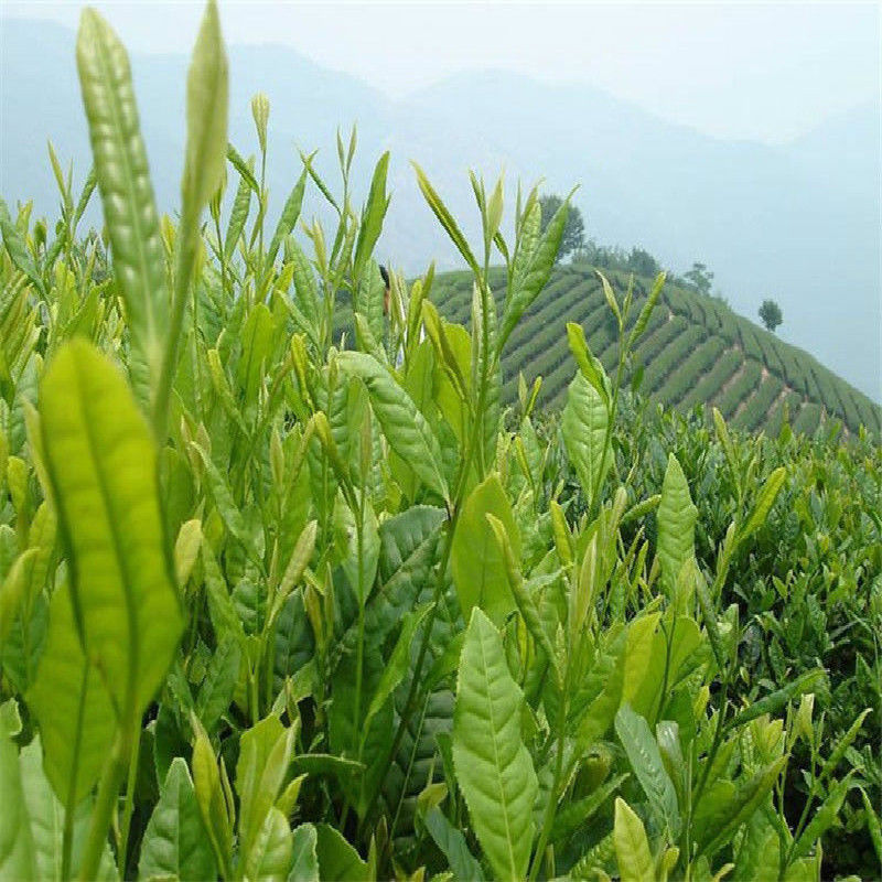 250g Taiwan Alishan HighMountain Tea Oolong Tea Organic Wulong Tea Peach Flavour