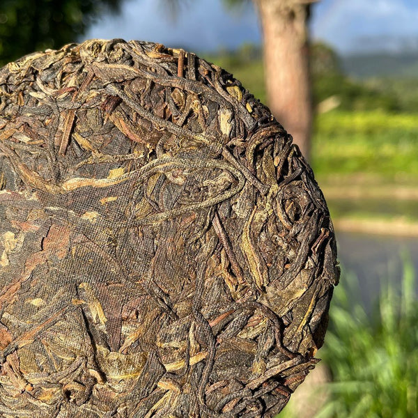 Rare Icelandic Ancient Tree Pu-erh Tea Fat Scraping Raw Tea Sweet 100g