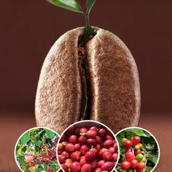 Roasted Arabica Coffee Beans Baking Charcoal Medium Deep Roast Coffee Beans 500g