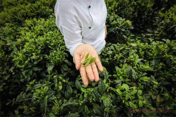 TemuTea 200g Lichee Black Tea Lychee Flavor Congou Kungfu Tea Fruit Red Tea Healthe Care