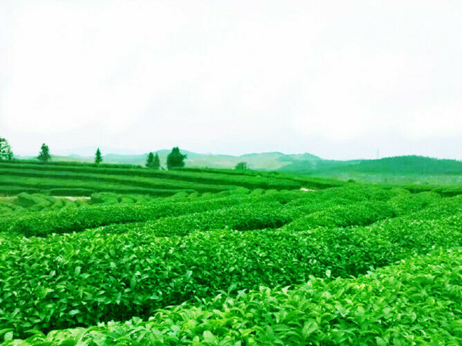 Organic Premium Bai Mu Dan White Poney White Tea Loose Leaf Green Tea Flower Tea