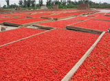 Chinese 100g Natural Goji Berry Tea Wolfberry Goji Berries Herbal Tea Green Food Gouqi