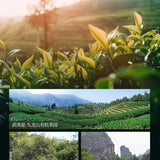 Yan Cha Lao Cong Shui Xian Oolong Tea China Fujian Certified Rock Tea 100g
