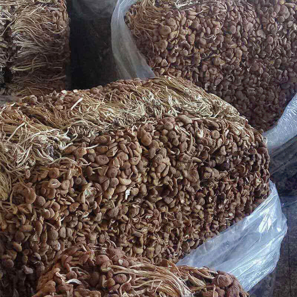 Chinese Herbal Agrocybe Cylindracea New Premium Dried Tree Mushroom 250g/bag