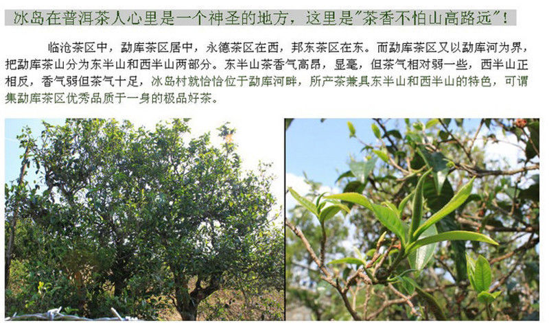 Wholesale 250g Ripe PuEr Tea TREE High quality Yunnan Pu'er Puerh Tea