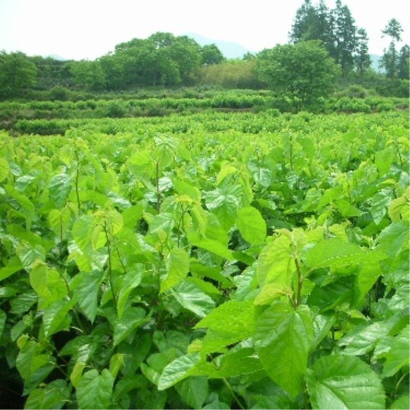 New Healthy Drink Dried Mulberry Leaf Tea Natural Herbal TeaOrganic Chinese Tea
