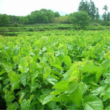 New Healthy Drink Dried Mulberry Leaf Tea Natural Herbal TeaOrganic Chinese Tea