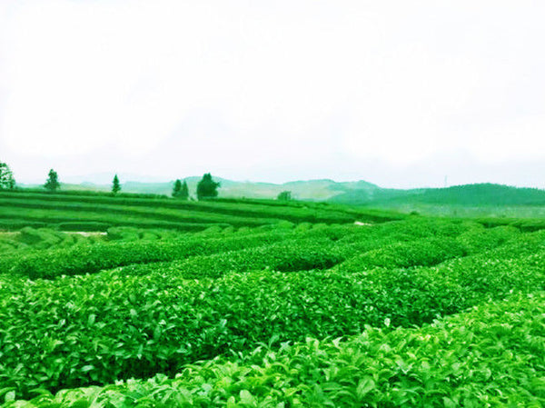 TemuTea 125g Fresh Natural China Black Oolong Tea Slimming Baked Tea Health Care Tieguanyin Tea