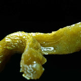 Natural Tie Pi Shi Hu Top Ecology Chinese Tea Dried Dendrobii Dendrobium Herb