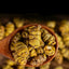 Natural Tie Pi Shi Hu Top Ecology Chinese Tea Dried Dendrobii Dendrobium Herb