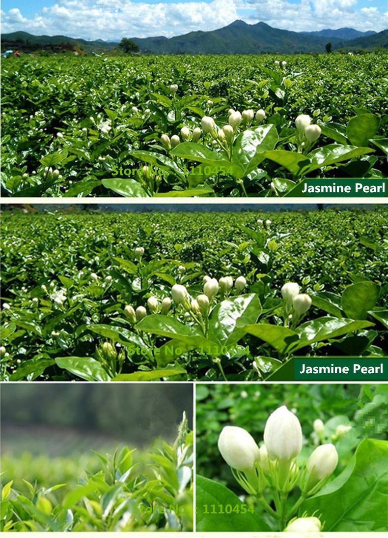TemuTea 250g Chinese Organic Jasmine Tea Fresh Natural Food Green Tea Flower Tea 茉莉花茶