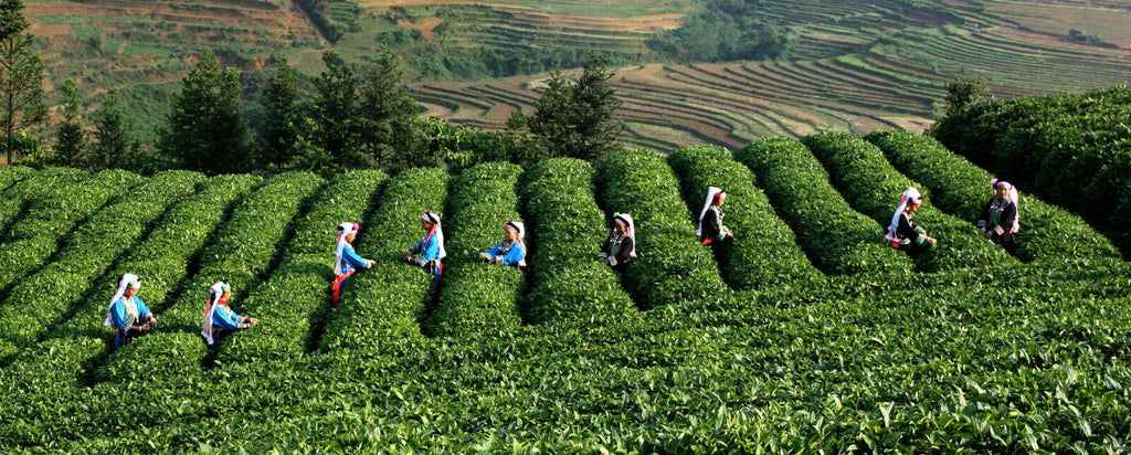 Baked Tieguanyin Oolong Tea Black Oolong Tea Black Oolong Tea 10 Bags 75g